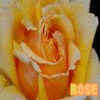 Rozen Avatars 