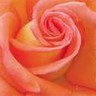 Rozen Avatars 