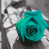 Rozen Avatars 