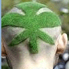 Avatars Weed 