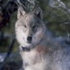 Wolven Avatars 