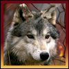 Wolven Avatars 