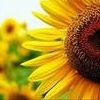 Zonnebloem Avatars 
