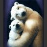 Dieren Beren Avatars 