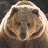 Dieren Beren Avatars 