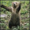 Dieren Beren Avatars 
