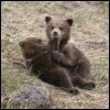 Dieren Beren Avatars 