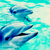 Dieren Dolfijnen Avatars 