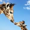 Dieren Avatars Giraffe 