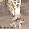 Dieren Avatars Giraffe 