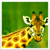 Dieren Avatars Giraffe 