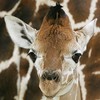 Dieren Avatars Giraffe 