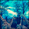 Dieren Avatars Giraffe 