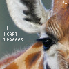 Dieren Avatars Giraffe 