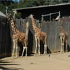 Dieren Avatars Giraffe 