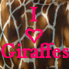 Dieren Avatars Giraffe 