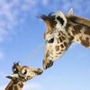 Dieren Avatars Giraffe 