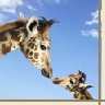 Dieren Avatars Giraffe 