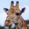 Dieren Avatars Giraffe 