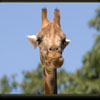 Dieren Avatars Giraffe 