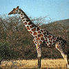 Dieren Avatars Giraffe 