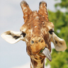 Dieren Avatars Giraffe Giraffe Tong Uit Zijn Bek