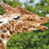 Dieren Avatars Giraffe 