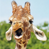 Dieren Avatars Giraffe 