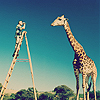 Dieren Avatars Giraffe 