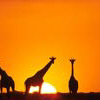 Dieren Avatars Giraffe 