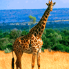 Dieren Avatars Giraffe 