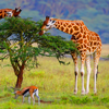 Dieren Avatars Giraffe 