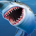 Dieren Haaien Avatars Haai Grote Bek Jaws