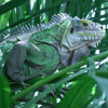 Dieren Avatars Hagedis 