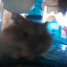 Dieren Avatars Hamster 