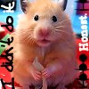 Dieren Avatars Hamster 