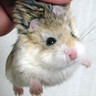 Dieren Avatars Hamster 