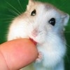 Dieren Avatars Hamster 