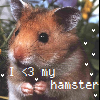 Dieren Avatars Hamster 