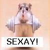 Dieren Avatars Hamster 