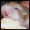 Dieren Avatars Hamster 