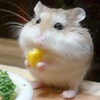 Dieren Avatars Hamster 