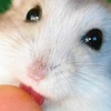 Dieren Avatars Hamster 