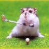 Dieren Avatars Hamster 