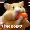 Dieren Avatars Hamster Hamster Die Een Wortel Eet
