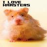 Dieren Avatars Hamster 