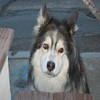 Dieren Honden Avatars 