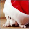 Dieren Honden Avatars 