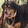 Dieren Honden Avatars 