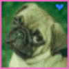 Dieren Honden Avatars 
